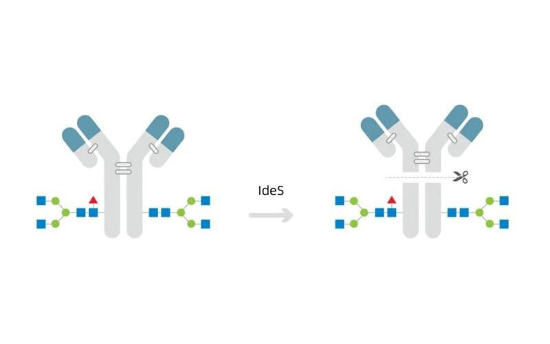 Antibody- cleaving enzyme products