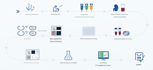 Recombinant Rabbit Monoclonal Antibodies: A New Frontier in Life Sciences Research