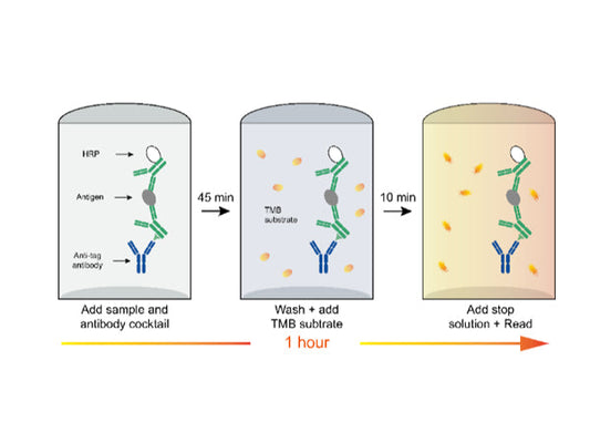 A New Breakthrough in Immunoglobulin Detection: Precise Quantification of IgG, IgA, and IgM Within One Hour.