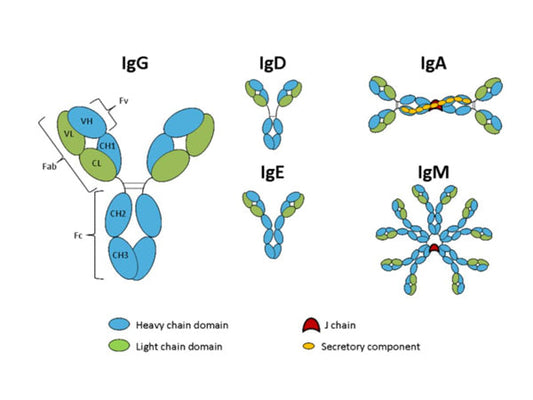 15-Minute Miracle: The Fastest Mouse Ig Isotyping ELISA Kit.