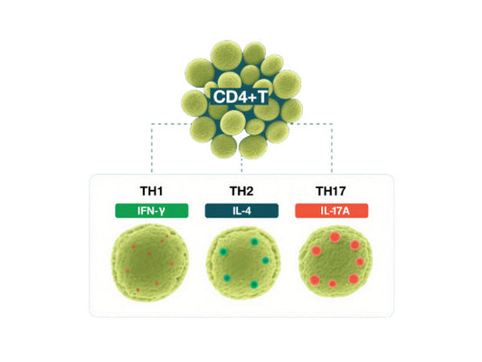 Multi - color Flow Cytometry Mini Panel for Th1/2/17 Cell Subsets