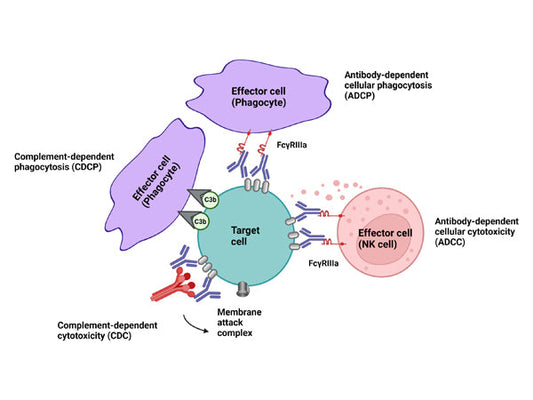 Mouse Immune Cell Depletion Antibodies For in vivo Use