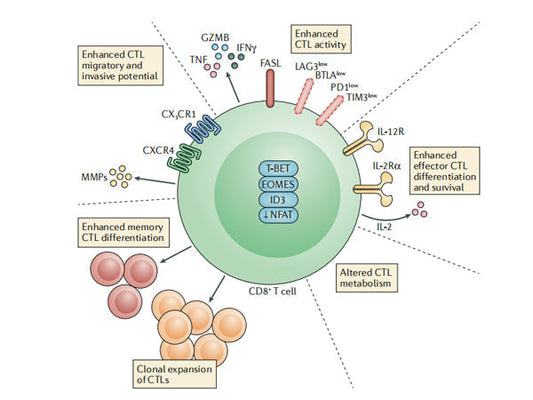Starter's Featured Product Recommendation - InVivoMAb anti-mouse CD4