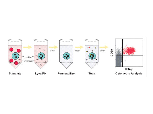 Starter Antibody Application Cases - Th1/Th2/Th17 Induction and Differentiation