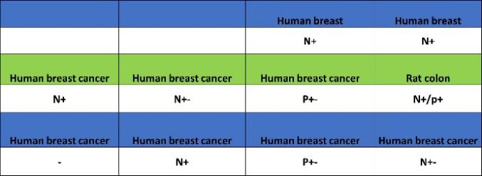 BRCA1 Recombinant Mouse mAb (S-4707)