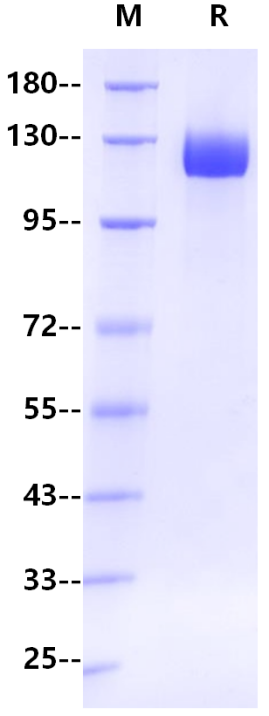 ACE2 Fc Chimera Protein, Human