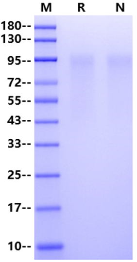 HRSVA (strain A2) GlycoProtein G Protein, His Tag