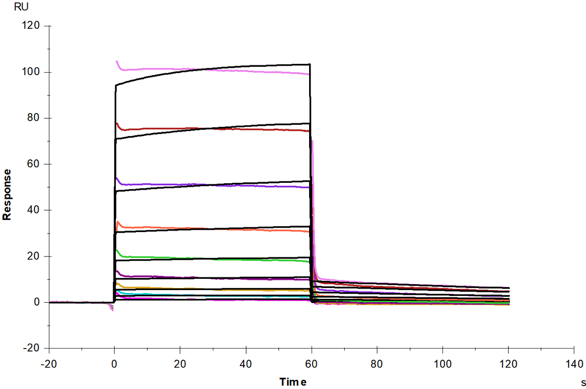 CD45 His Tag Protein, Human