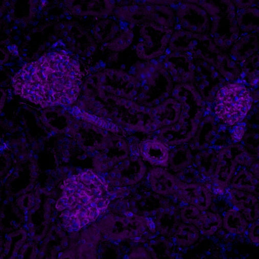 Vimentin Recombinant Rabbit mAb (Alexa Fluor® 700 Conjugate) (S-029-20)