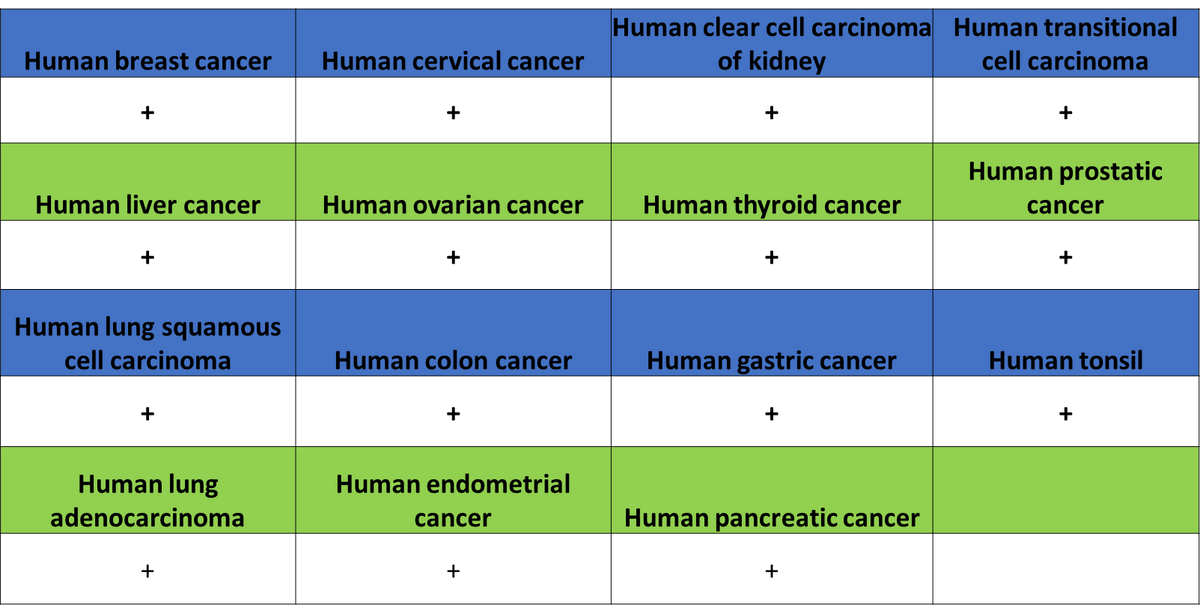 MTCO2 Recombinant Rabbit mAb (S-1891-72)