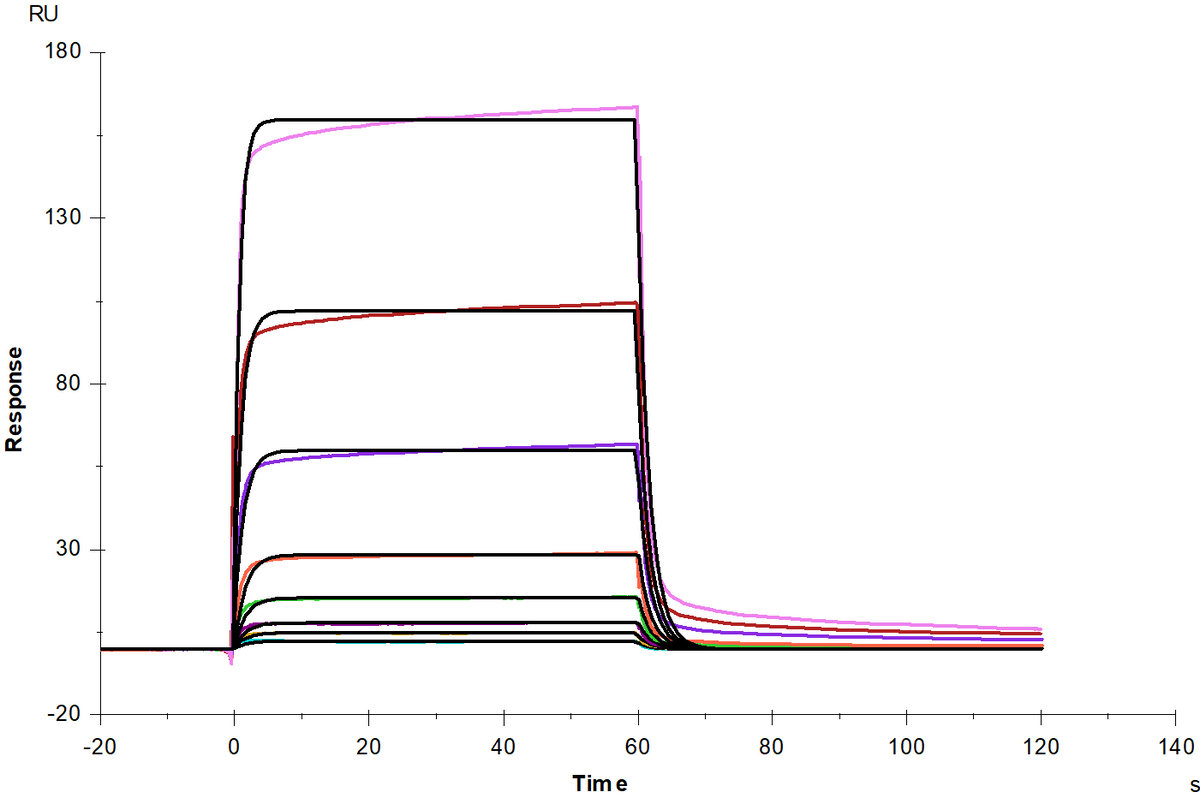 IL-20 Protein, Human