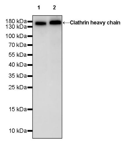 Clathrin heavy chain Recombinant Rabbit mAb (S-1690-26)