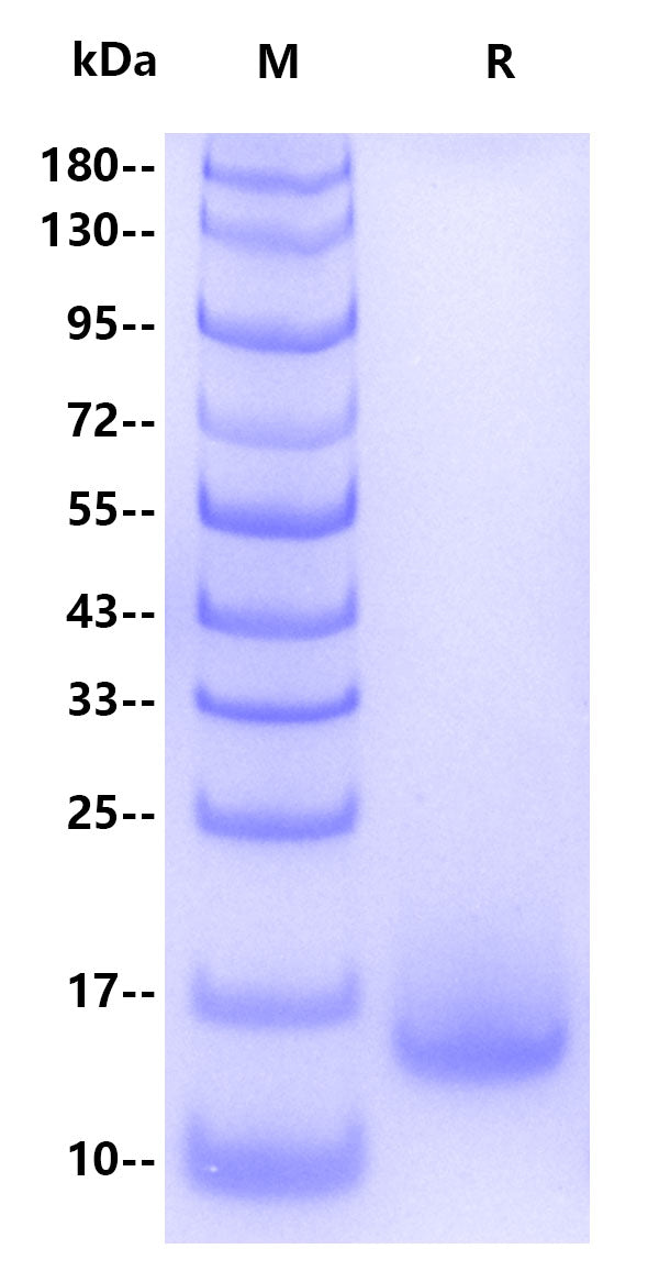 Monkeypox virus A35R, His Tag