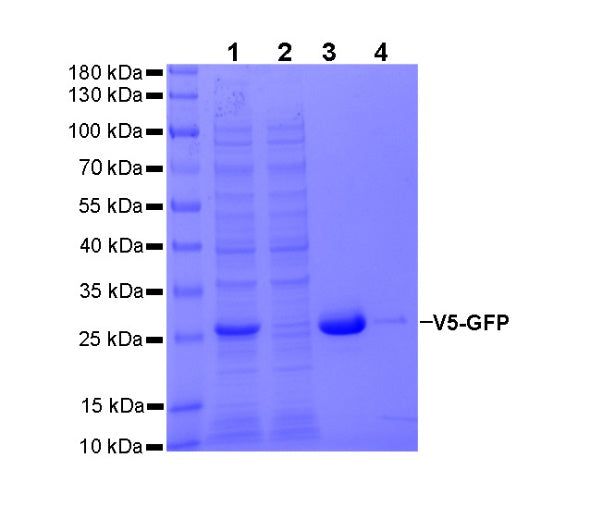 Anti-GFP Nanobody Agarose Beads