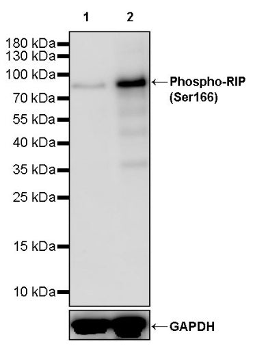 Phospho-RIP (Ser166) Recombinant Rabbit mAb (S-1843-37)