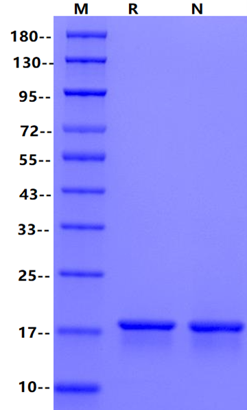IL-1β Protein, Rat