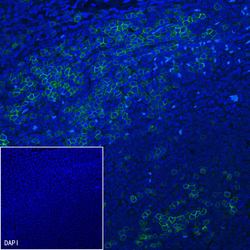 CD38 Recombinant Rabbit mAb (Alexa Fluor® 488 conjugate) (SDT-031-45-2)
