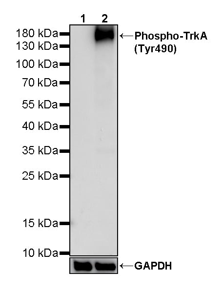 Phospho-TrkA (Tyr490) Recombinant Rabbit mAb (S-2713-102)