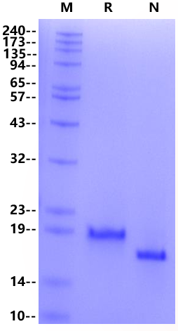 Growth Hormone Protein, Mouse