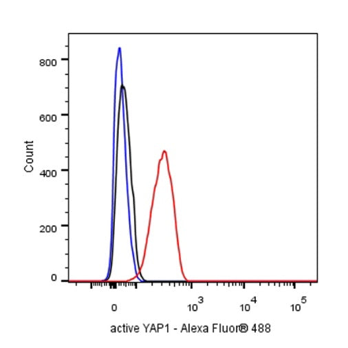active YAP1 Recombinant Rabbit mAb (S-516-142)