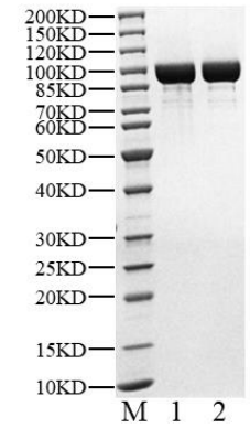 STAT6 His-Strep Tag Protein, Human