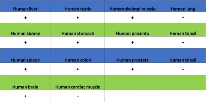 PTRF Recombinant Rabbit mAb (S-3271-13)