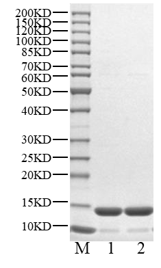 EP300 Bromo Protein, Human