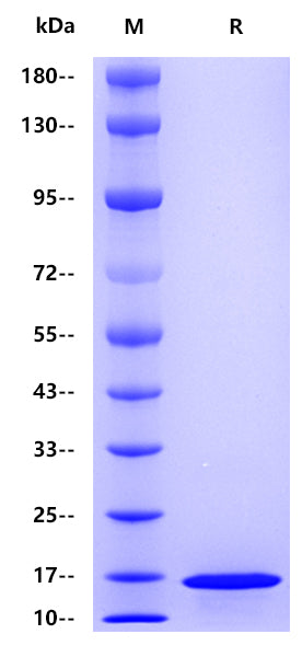 Lambda His Tag Protein,Human