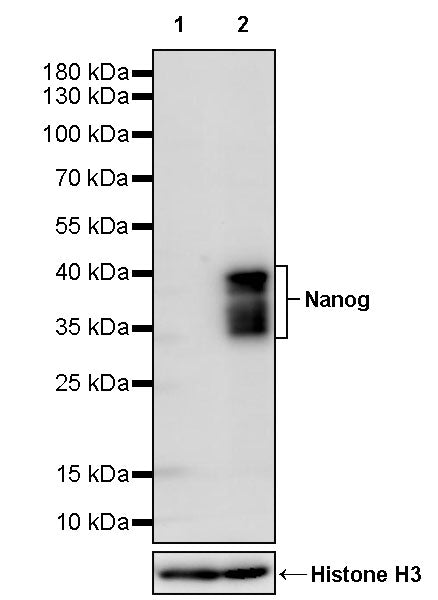 Nanog Recombinant Rabbit mAb (S-3917-57)