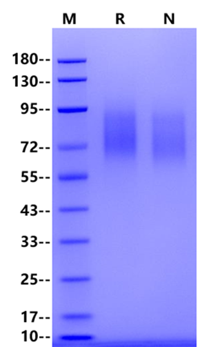 CEACAM-1/CD66a His Tag Protein, Cynomolgus