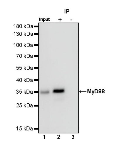 MyD88 Recombinant Rabbit mAb (S-788-32)