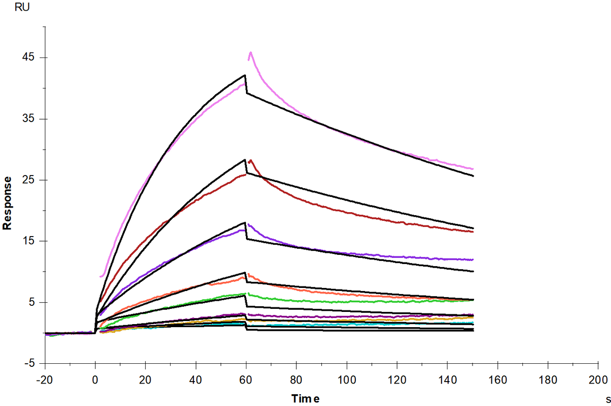 LAT1-4F2hc Flag & His tag Protein, Human (Detergent)