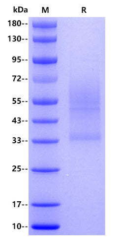 Human CD44, His tag