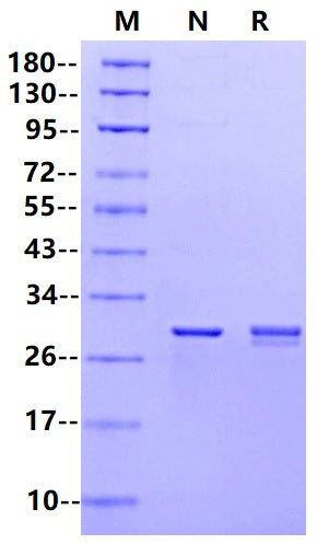 UltraNuclease