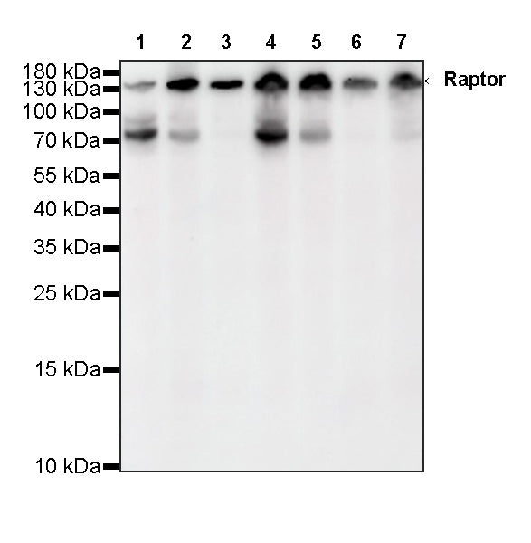 Raptor Recombinant Rabbit mAb (S-5325)