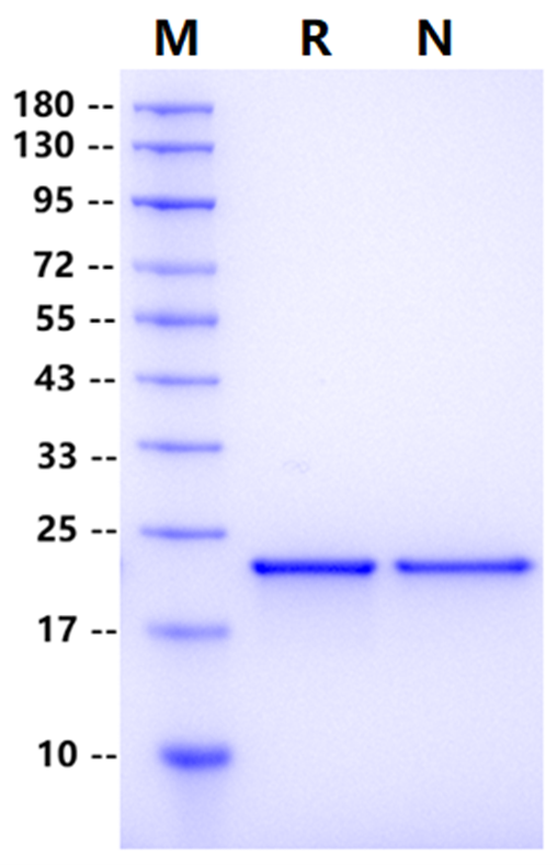 FGF-12 Protein, Human