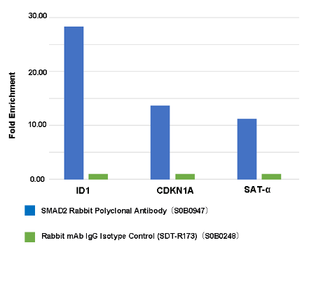 SMAD2 Rabbit Polyclonal Antibody