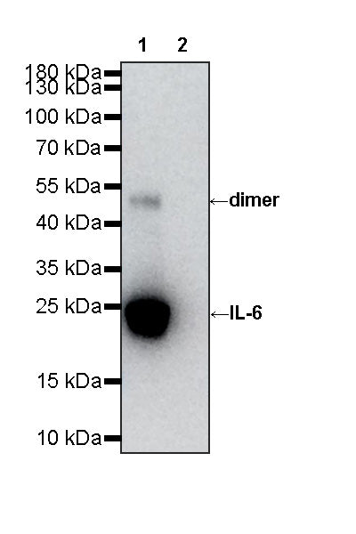 Invivo Anti-Human IL-6 Recombinant mAb