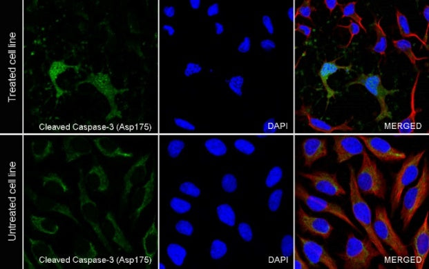 Cleaved Caspase-3 (Asp175) Recombinant Rabbit mAb (S-2817)