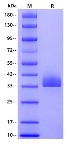 Human HSP70(HSPA1A), His tag