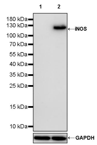 iNOS Recombinant Rabbit mAb (S-1701-43)