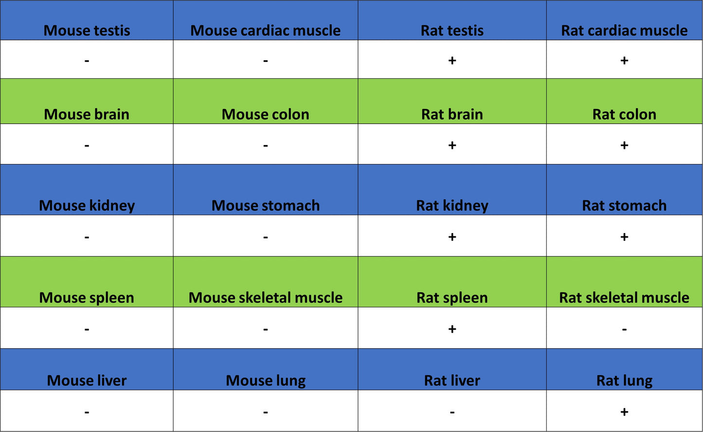 Brd4 Recombinant Rabbit mAb (S-5145)