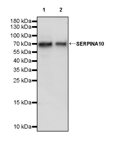 SERPINA10 Recombinant Rabbit mAb (S-1315-375)
