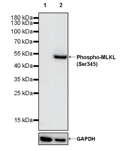 Phospho-MLKL (Ser345) Recombinant Rabbit mAb (S-3552)