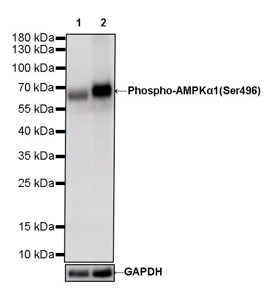 Phospho-AMPKα1 (Ser496) Recombinant Rabbit mAb