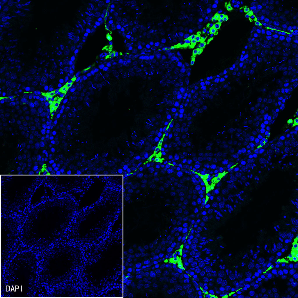 iNOS Recombinant Rabbit mAb (SDT-R131)