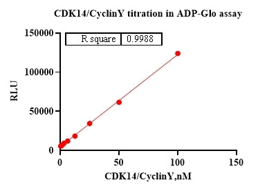 CDK14/Cyclin Y GST Tag Protein, Human