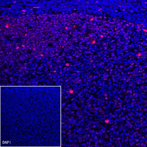 Goat Anti-Rabbit IgG (H+L) (min X Hu Sr Prot) (TRITC Conjugate)