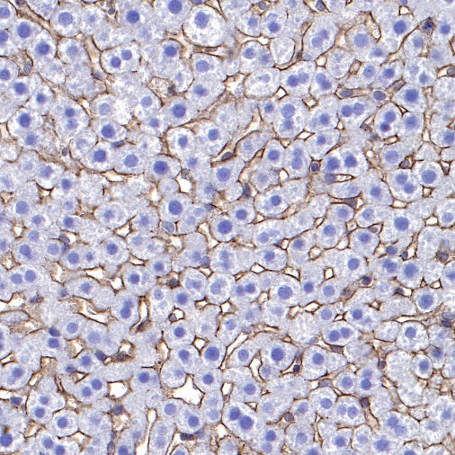 Integrin alpha 5 Recombinant Rabbit mAb (S-381-37)