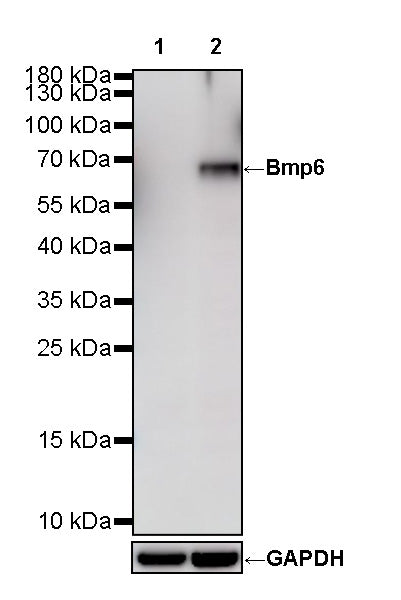 Bmp6 Recombinant Rabbit mAb (S-4275-56)